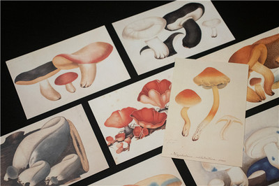 《蘑菇圖鑒》 在文藝創作中品讀蘑菇的“文藝滋味”
